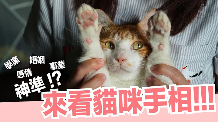 真的准！？来看猫咪手相！透视猫咪性格【好味猫日常】EP38 - 天天要闻