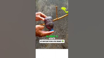 Grow a New Tree from a Branch — The Magic of Air Layering! #shorts #farming #gardeningtips