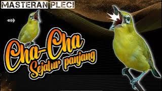 MASTERAN ISTIMEWA PLECI CHA CHA - PLECI NEMBAK SEJALUR LANGGANAN JUARA - #masteranpleci #plecijuara