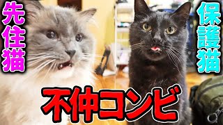 保護猫ちゃんと『先住猫』の不仲な2人が、、、