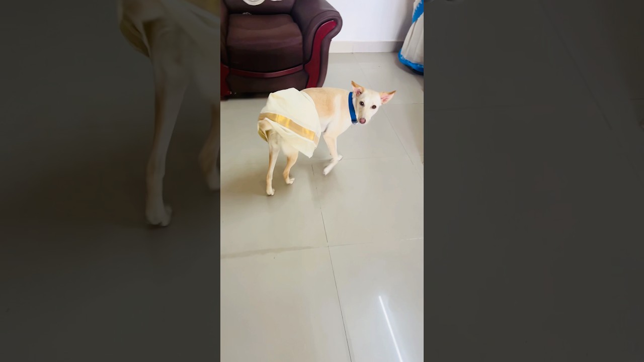 Kuttimani’s Onakodi 🌼🤍 