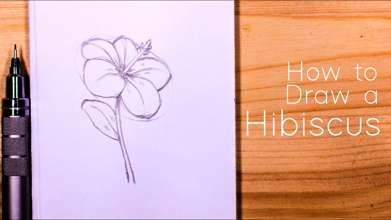 How to Draw a Hibiscus Flower : Step by Step for Beginners - YouTube