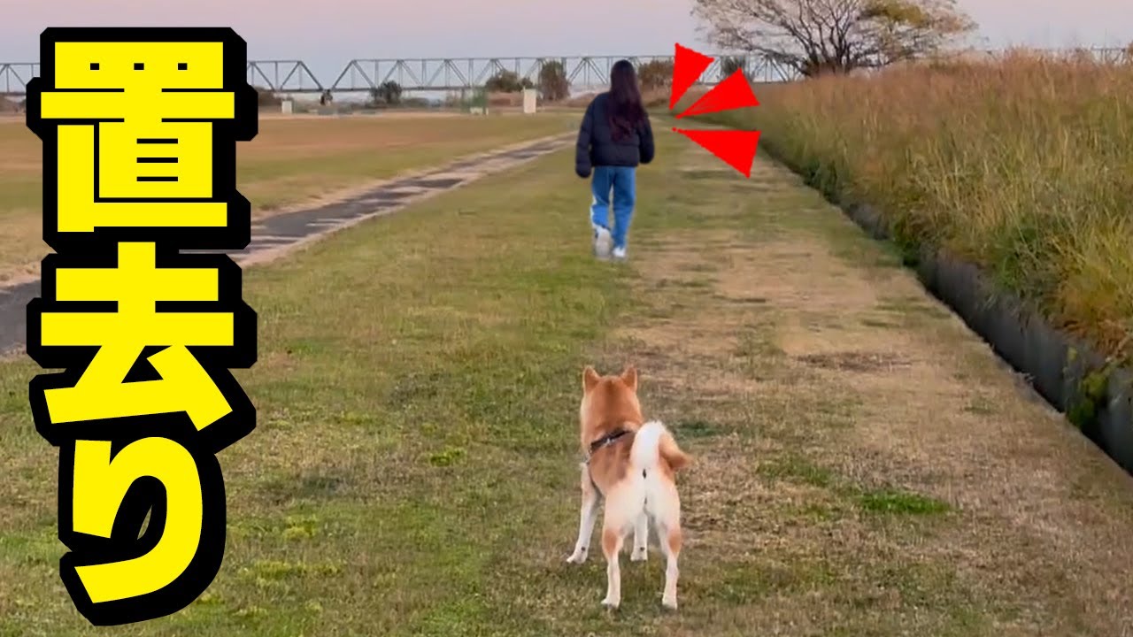 柴犬が散歩中に娘に忘れられ大騒ぎになりました…