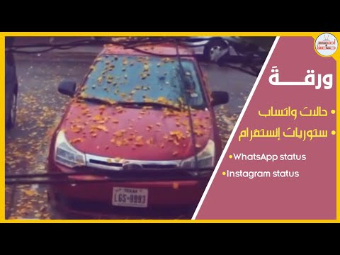 تخيل شجرة بيها أوراق ورقة سيف عامر حالات واتساب ستوريات إنستقرام 2020