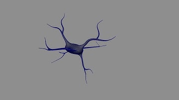 Neuron Model Rotation