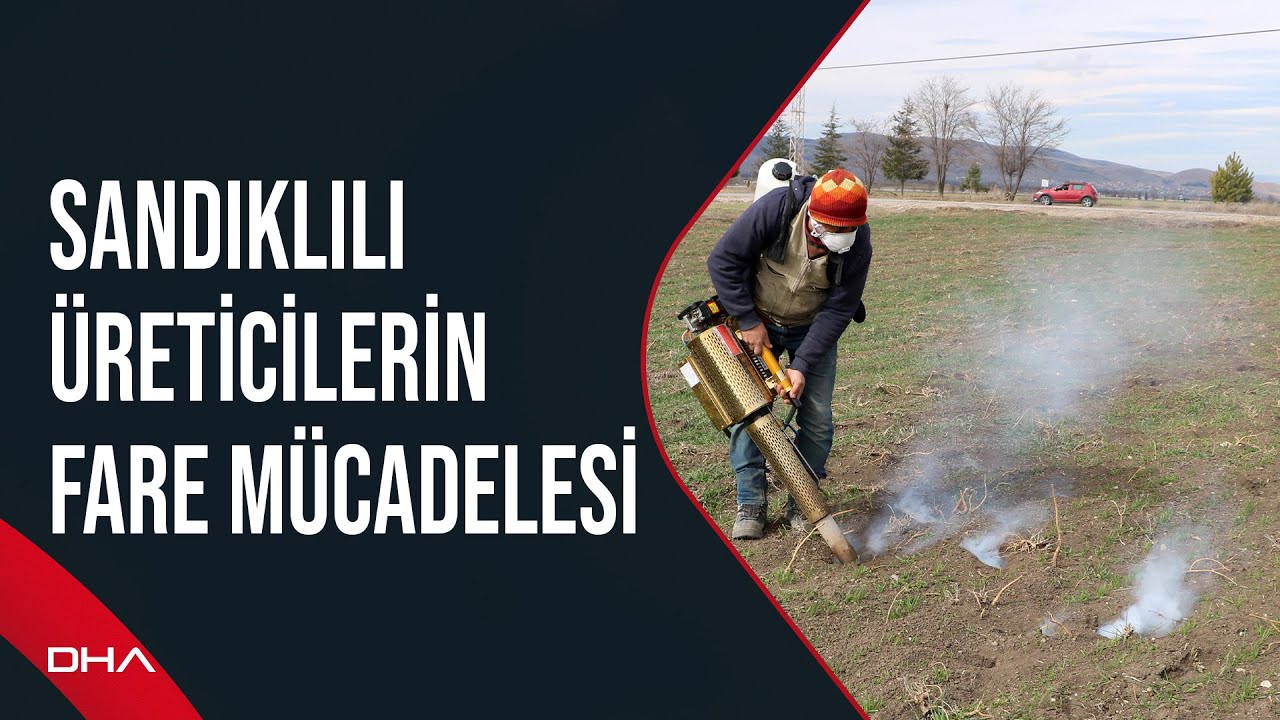 Sandıklılı üreticilerin fare mücadelesi