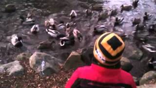 feeding ducks.MOV