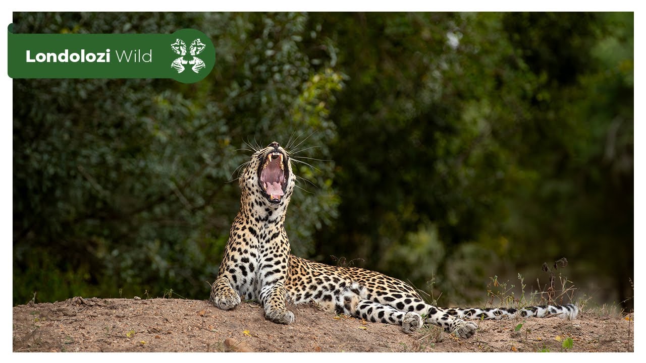 Leopard Calling 4K Wildlife Uninterrupted Magic | Three Rivers Female Leopard’s ...