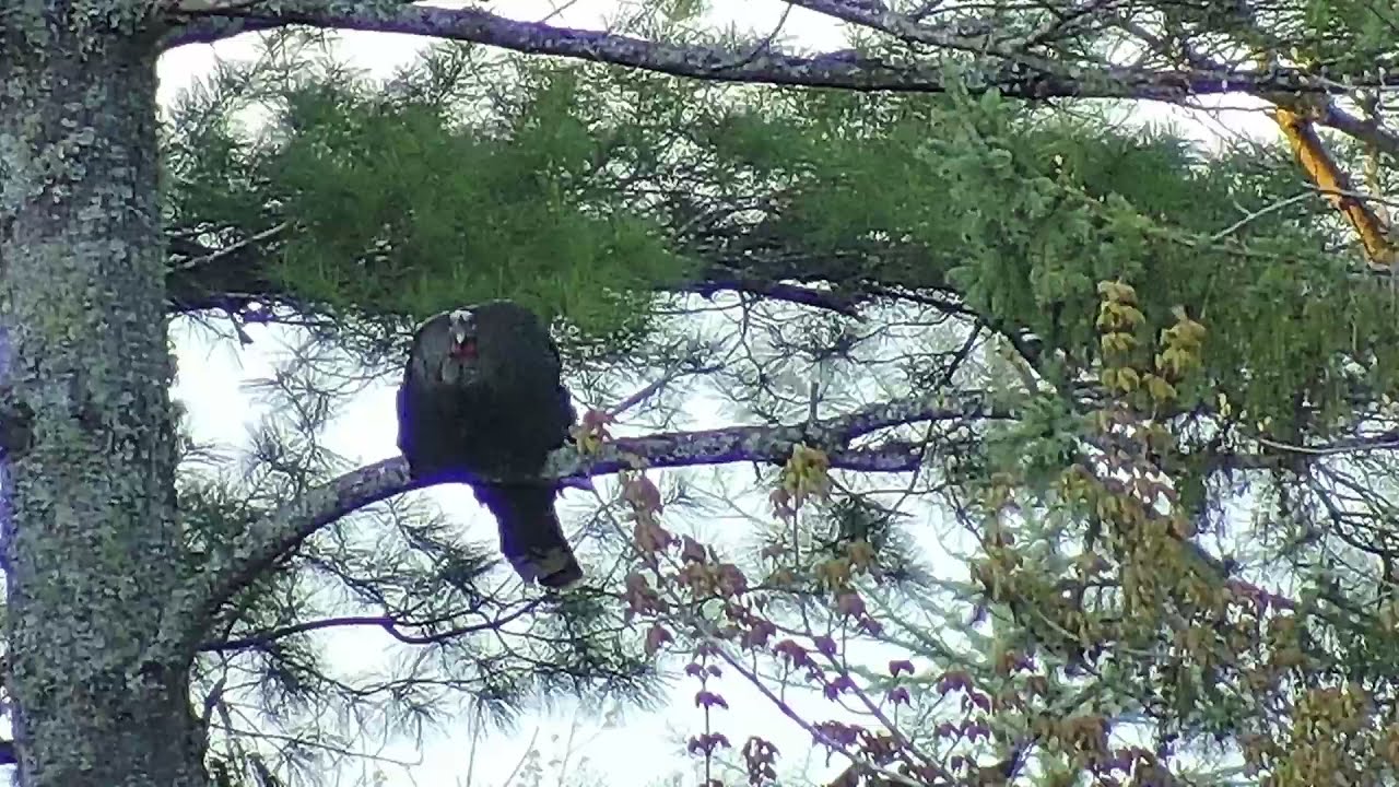 Turkey roosting in tree YouTube