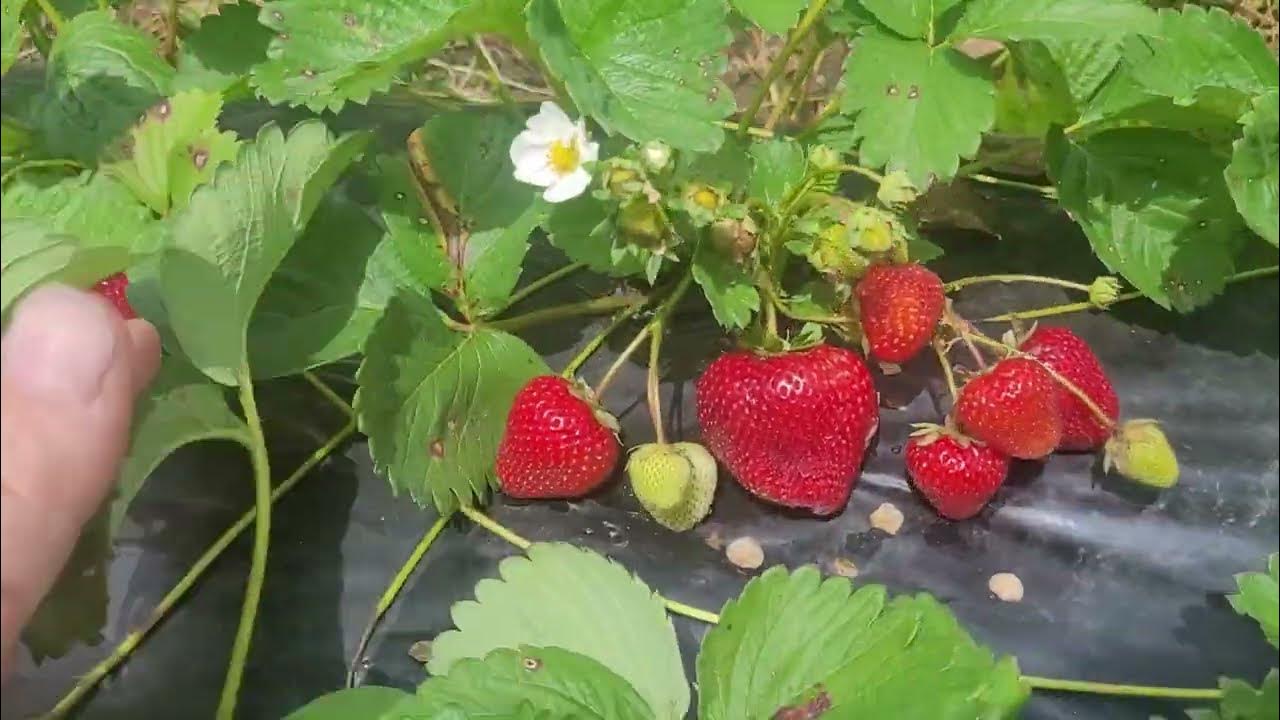 Клубника федерика фото Земляника садовая Элеганс купить рассаду с доставкой в Москве и области, цена