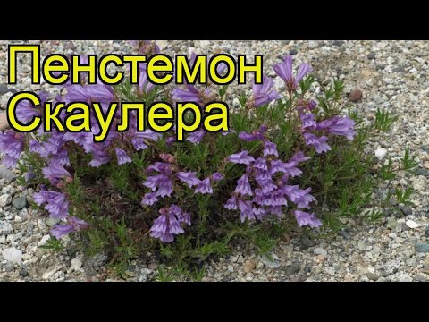 Пенстемон скаулера. Краткий обзор, описание характеристик, где купить penstemon scouleri