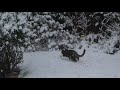 Peanut the Kitten's reaction to seeing snow outside for the first time