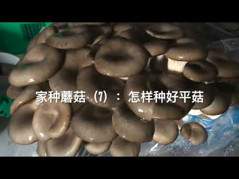 家种蘑菇（7）：怎样种好平菇 【I】生长要求，配方和接种。 【I】Oyster mushroom growth requirements, formula and inoculation 1