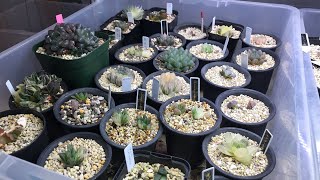 ライブ！胴切りの失敗例やちょっといい話続編！ハオルチア　Haworthia