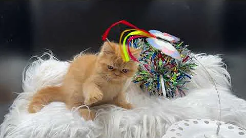 Video 4875911: tabby exotic shorthair, shorthair tabby kitten, exotic shorthair red, tabby playing