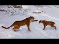 Big Cat Best Friends? Planet Zoo