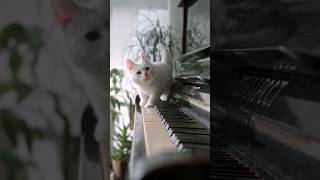 When cat plays music..|#shorts#reels#trending#asmr#music#piano#animals#cat#youtube#explore#viral