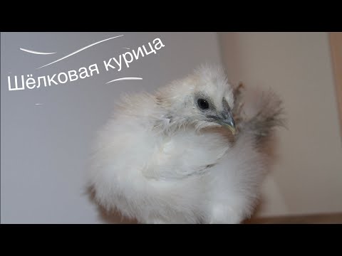 Шелковая курица. Проблема, с которой я столкнулась,  брудер своими руками и содержание птенцов