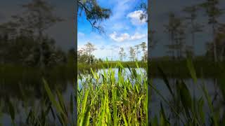 Get Outside Beauty Is Everywhere  shorts beauty nature florida
