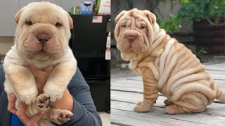 😍 Cute is Not Enough - Super cute shar pei Puppies in the World - Puppy love 2020