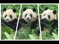 20231127 貓館維護關三天 圓仔户外獨當班(早餐) Giant Panda Yuan Zai