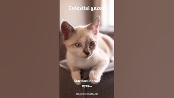 Celestial Gazes: Stardust in Their Eyes #Shorts #Cat #Subscribe
