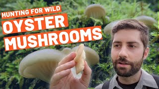 Hunting for Wild Oysters (a PERFECT mushroom for beginners!!)  Identified, Harvested and Cooked