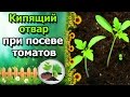 🍅Посев томатов с помощью отвара луковой шелухи. Сеем с кипятком.