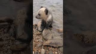 Cute Koala