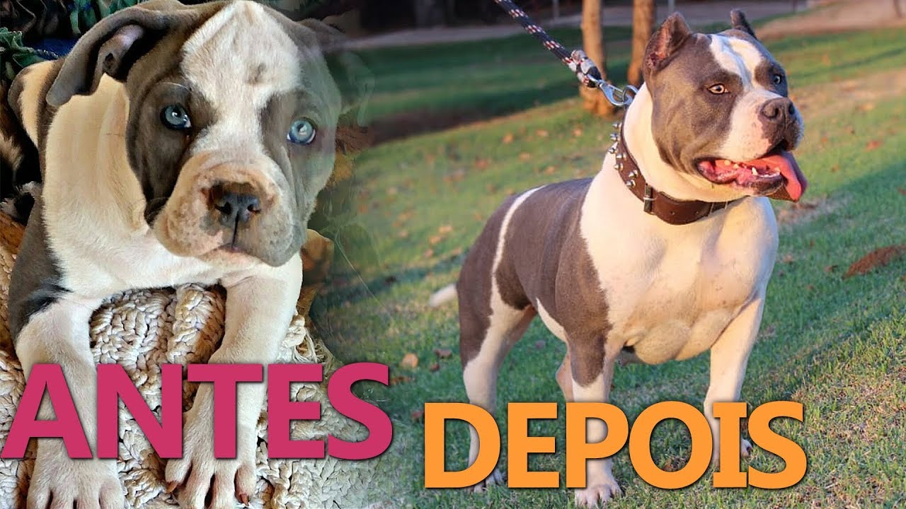 American bully standard American bully standard