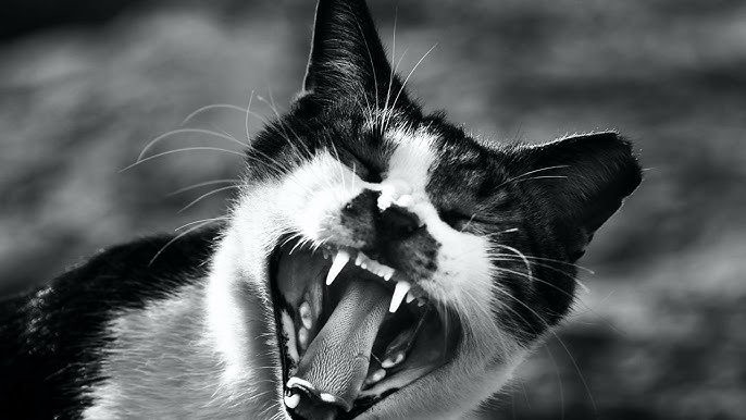 Angry Cat Sound - Scary  Animal Sounds with Peter Baeten 