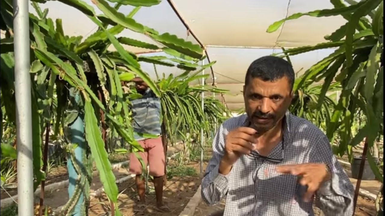 الحلقة ٢٠٥ الأسئله الأكثر شيوعاً عن زراعة الدراجون فروت Frequently asked questions on planting DF