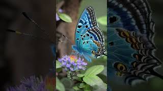 Painted Lady screenshot 3