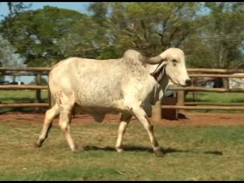 LOTE 43 - DONDOCA CABEC. DO PRATA - LLSE 58