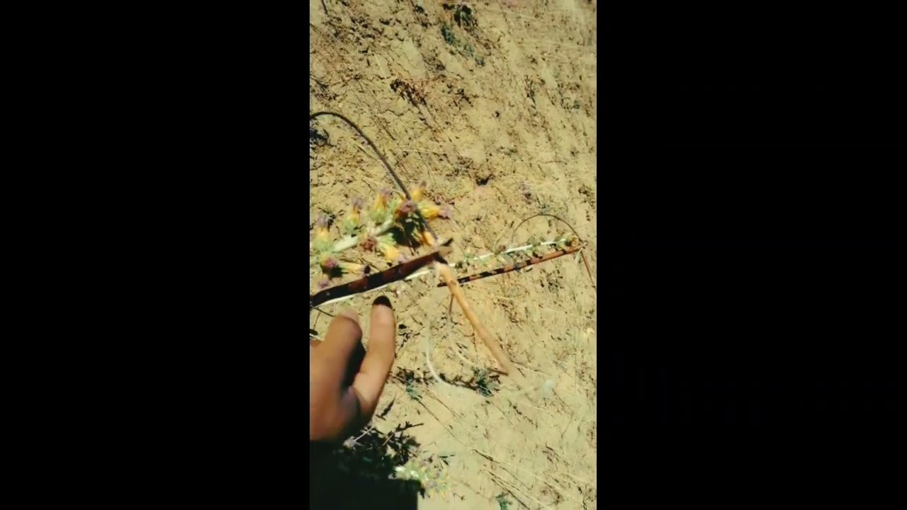 بهترین رویش شکاری سهره با دام و معرفی دام