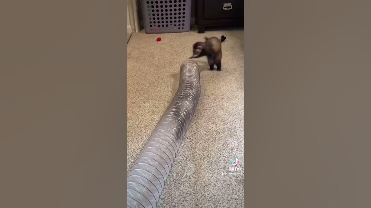 Top 3 ferret attacks caught on camera😳 YouTube