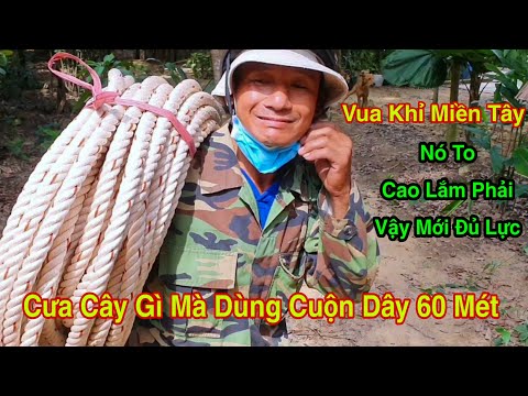 Video Vua Khỉ Miền Tây Cưa Cây Xà Cừ Và Cái Kết Tranh Chấp... - youtube