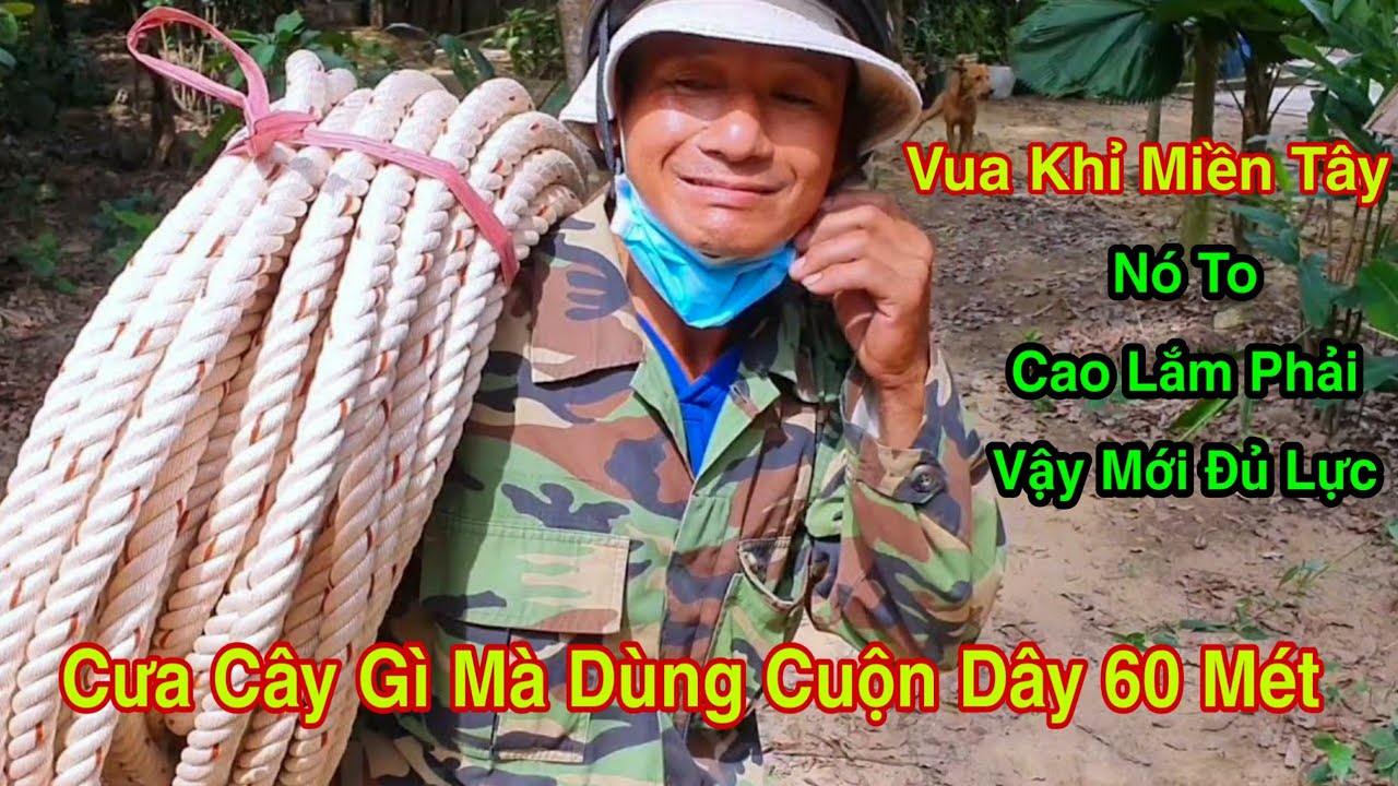 Vua Khỉ Miền Tây Cưa Cây Xà Cừ Và Cái Kết Tranh Chấp Bỏ Chạy Không Giám Cưa Nữa
