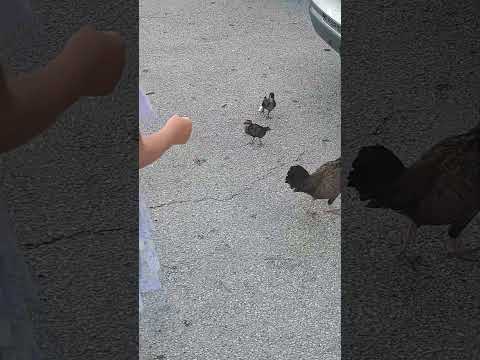 Hen and chick's ❤️ super cute