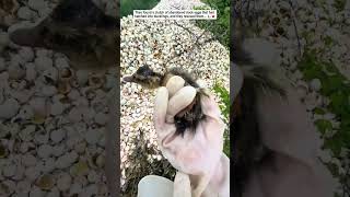 They found a clutch of abandoned duck eggs that had hatched into ducklings, and they rescued them..