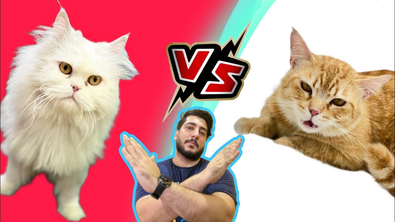 How to Introduce Cats Introducing Two Male Cats The Do's & Don'ts of