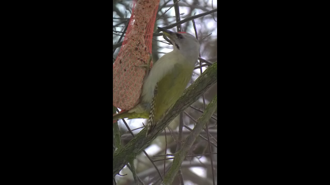 Grey-headed woodpecker (Picus canus)