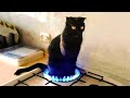 Funny cat compilation - cats videos - Funniest and cutest cats ever #14