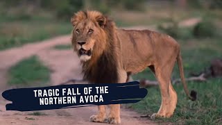 Fall of The Avoca Male Lion Blonde Mane - Northern Avoca Blondie Died - Lions of Sabi Sand