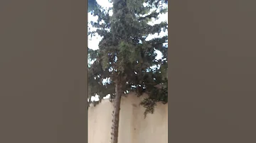 جو اليوم يهبل 