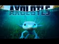 Axolotl Adventure Quiz