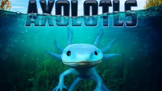 Axolotl Facts!