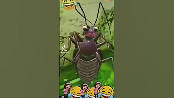 قتلني بالضحك سميت سراق الزيت بالانجليزي جواب صحيح 
