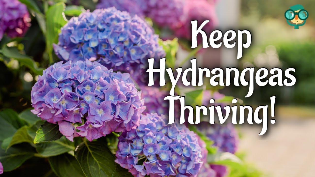 How to Keep Hydrangeas Alive? How to make cut hydrangeas last longer ...