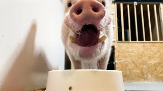 ご飯がとっても待ち遠しいミニブタつくね君